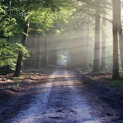 forest